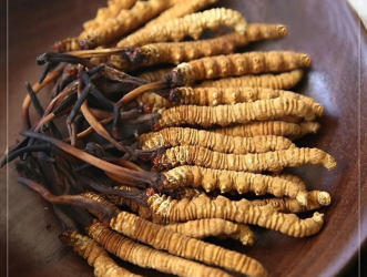 Tại sao Đông Trùng Hạ Thảo được gọi là “Vàng mềm”?